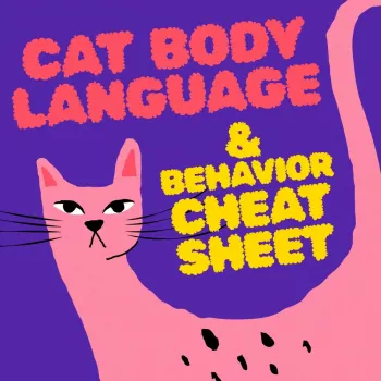Cat Body Language Cheat Sheet: Read Tail, Ears & Eyes